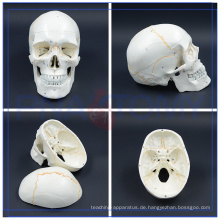 PNT-0152 Life Size 3 Teil Klassische Bildung verschiedene FO Human Skull Modell